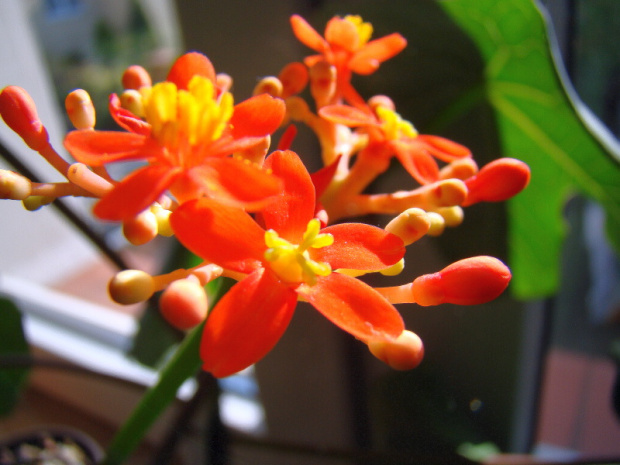 Jatropha podagrica