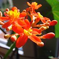 Jatropha podagrica