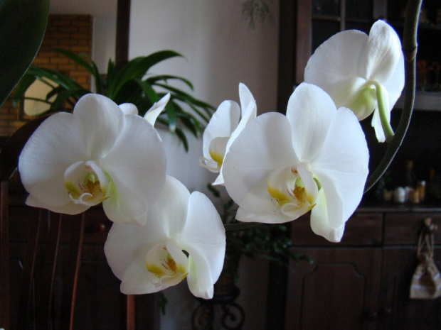 Phalaenopsis hybridum