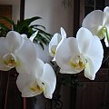 Phalaenopsis hybridum