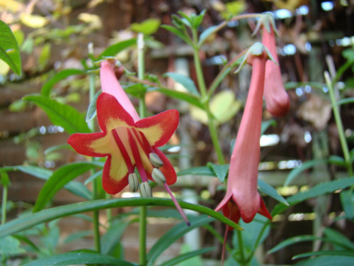 Phygelius × rectus 'African Queen'