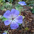 Geranium 'Johnson's Blue'