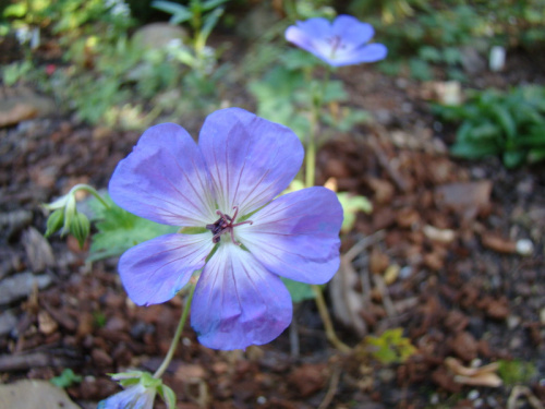 Geranium 'Johnson's Blue'