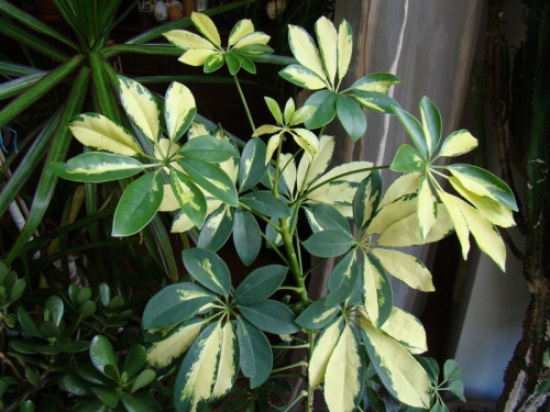 Schefflera arboricola 'Trinette'