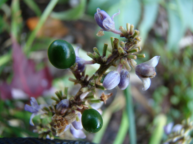 Liriope spicata