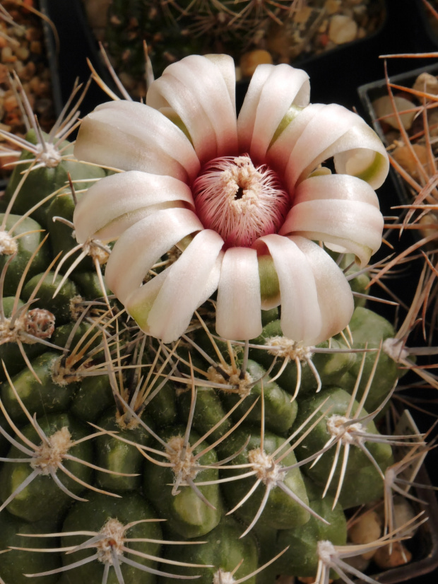 Gymnocalycium bicolor