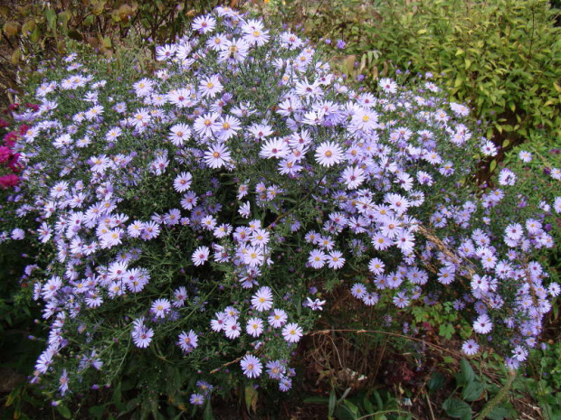 Aster 'Little Carlow'