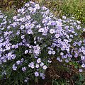 Aster 'Little Carlow'