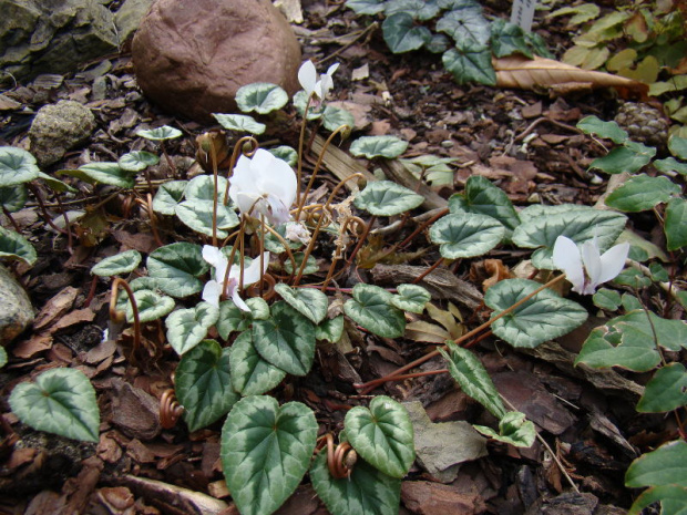 Cyclamen hederifolium 'Perlenteppich'