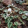 Cyclamen hederifolium 'Perlenteppich'