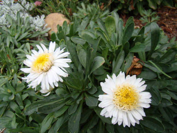 Aster alpinus 'Christina'