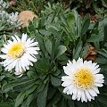 Aster alpinus 'Christina'