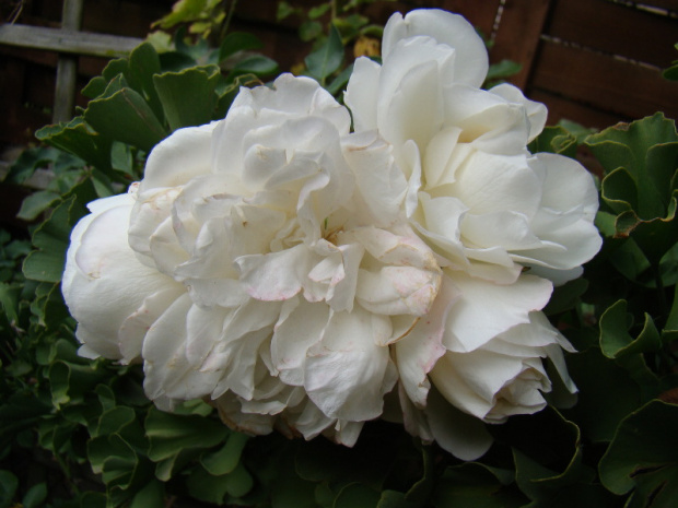 Rosa 'White Meidiland'