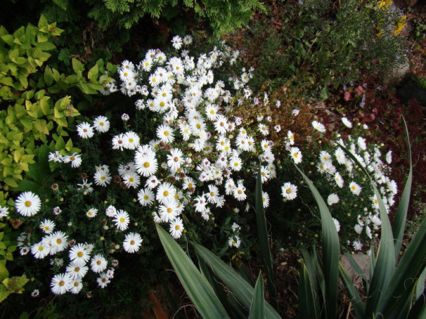 Aster 'Niobe'