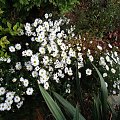 Aster 'Niobe'