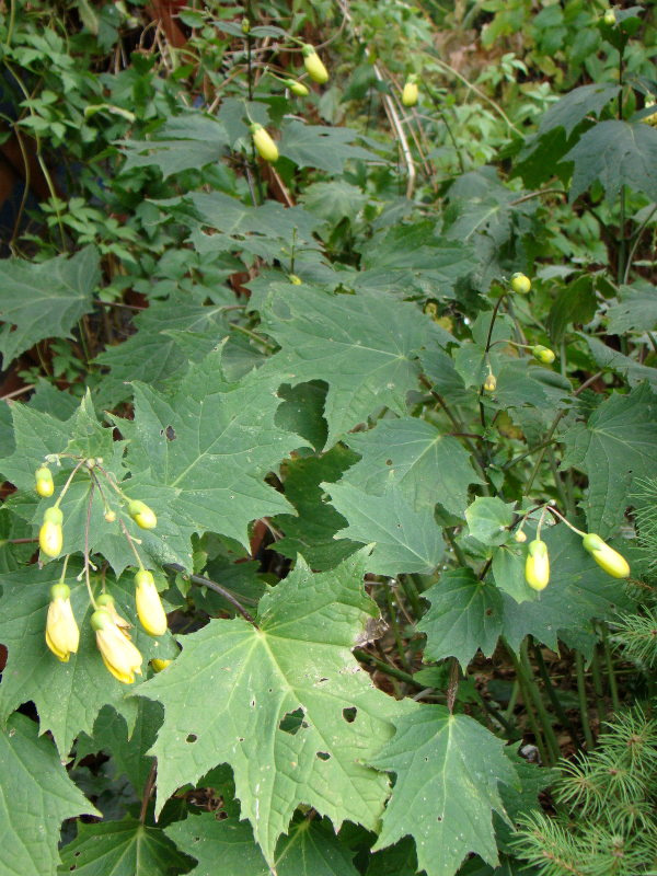 Kirengeshoma palmata