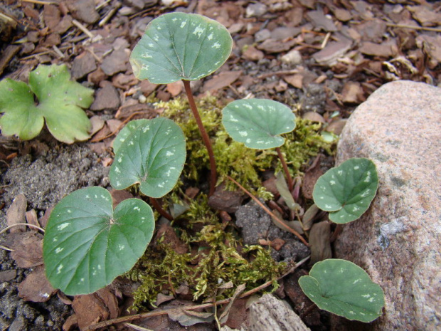 Cyclamen coum ssp. caucasicum