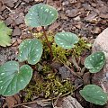 Cyclamen coum ssp. caucasicum