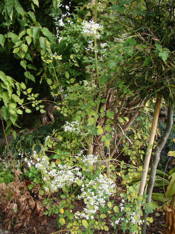 Thalictrum delavayi 'Album'