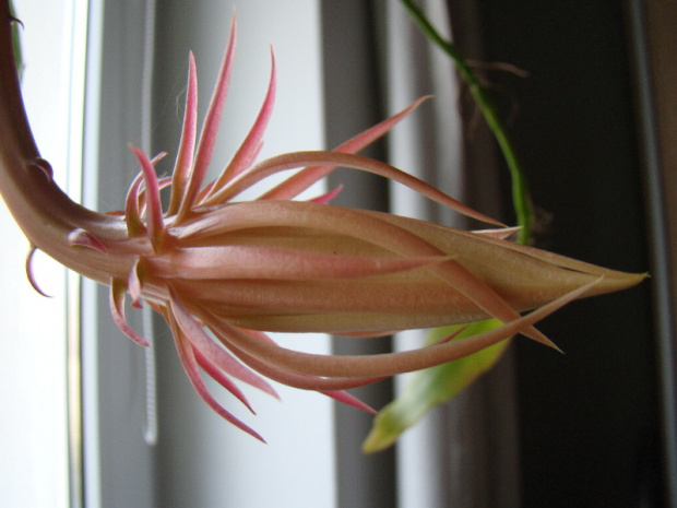 Epiphyllum oxypetalum