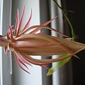 Epiphyllum oxypetalum