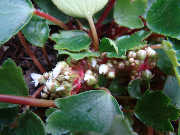 Saxifraga fortunei 'Shiranami'