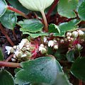 Saxifraga fortunei 'Shiranami'