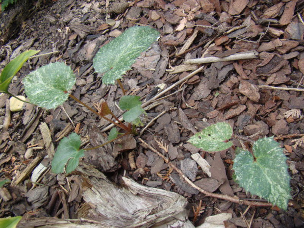 Helleborus sp