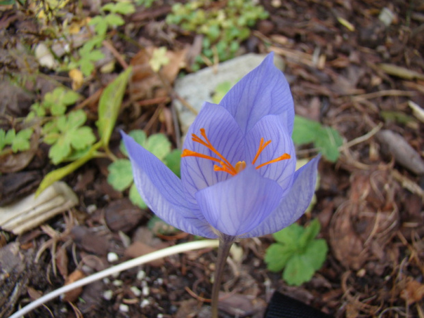 Crocus speciosus