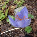 Crocus speciosus