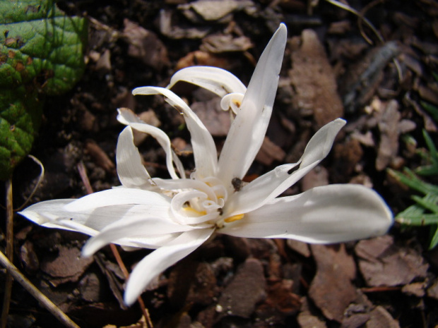 Colchicum autumnale 'Alboplenum'