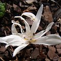 Colchicum autumnale 'Alboplenum'