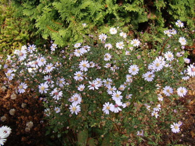 Aster cordifolius 'Ideal'