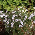 Aster cordifolius 'Ideal'