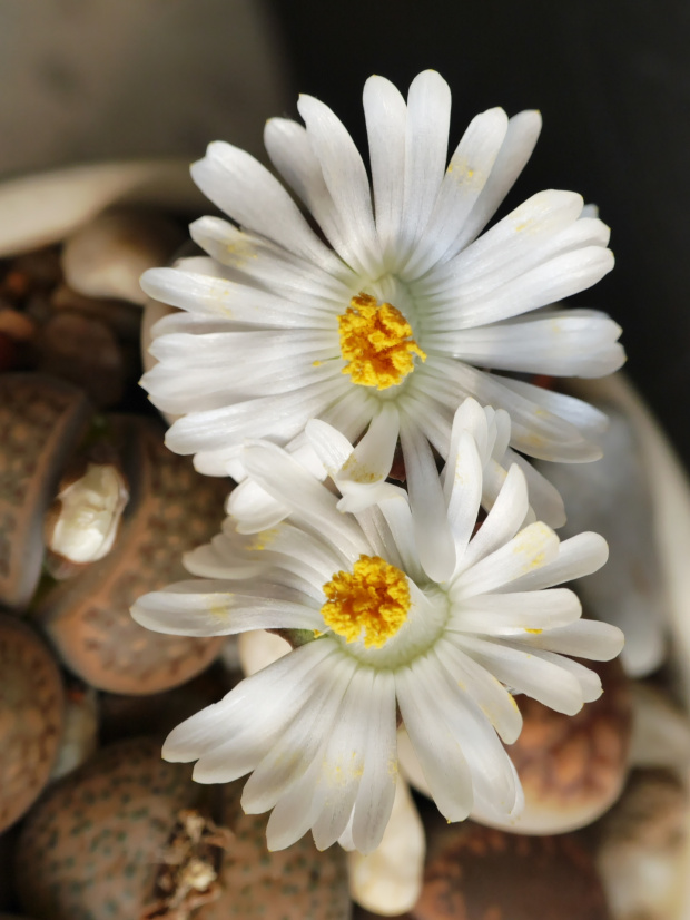 Lithops