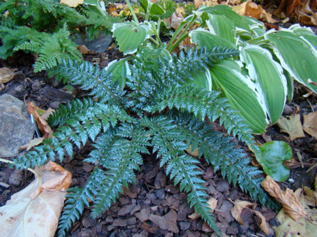 Polystichum 'Spiny Holly'