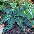 Polystichum 'Spiny Holly'