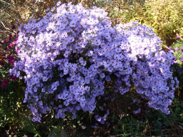 Aster 'Little Carlow'