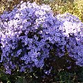 Aster 'Little Carlow'