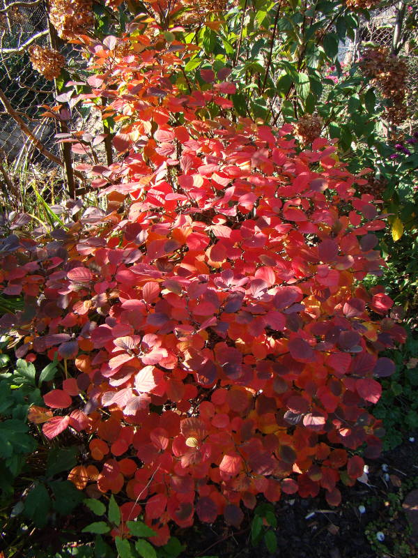 Fothergilla major