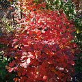 Fothergilla major