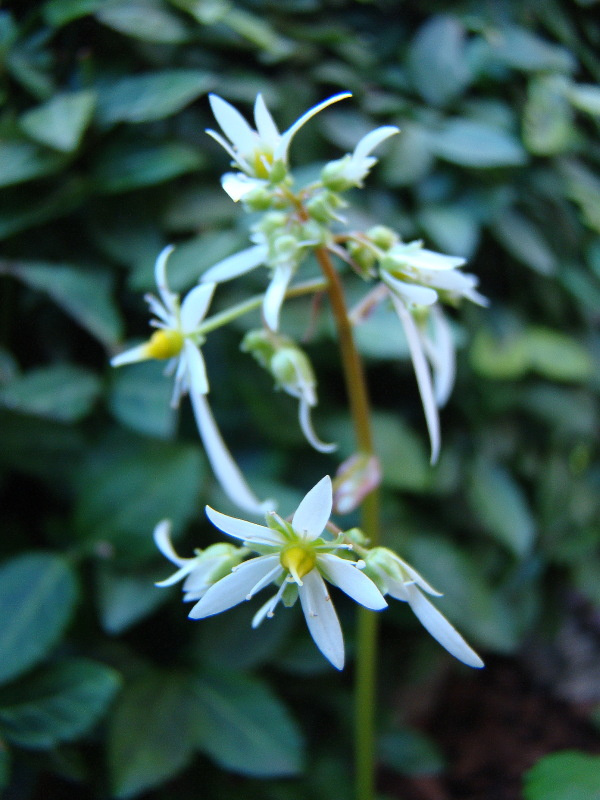 Saxifraga Cortusifolia var. fortunei 'Maigrün'