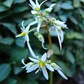 Saxifraga Cortusifolia var. fortunei 'Maigrün'