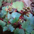 Saxifraga fortunei 'Blackberry and Apple Pie'