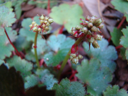 Saxifraga fortunei 'Blackberry and Apple Pie'