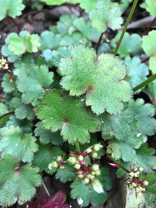 Saxifraga cortusifolia 'Blackberry and Apple Pie'