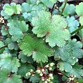 Saxifraga cortusifolia 'Blackberry and Apple Pie'