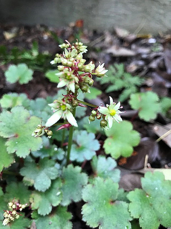 Saxifraga cortusifolia 'Blackberry and Apple Pie'