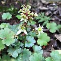 Saxifraga cortusifolia 'Blackberry and Apple Pie'