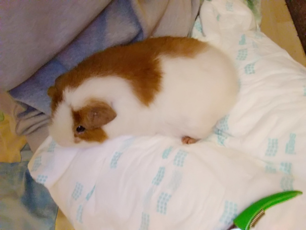 Olaf